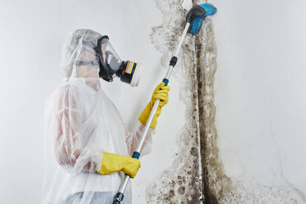 Best Local Mold Removal Service  in James City, NC