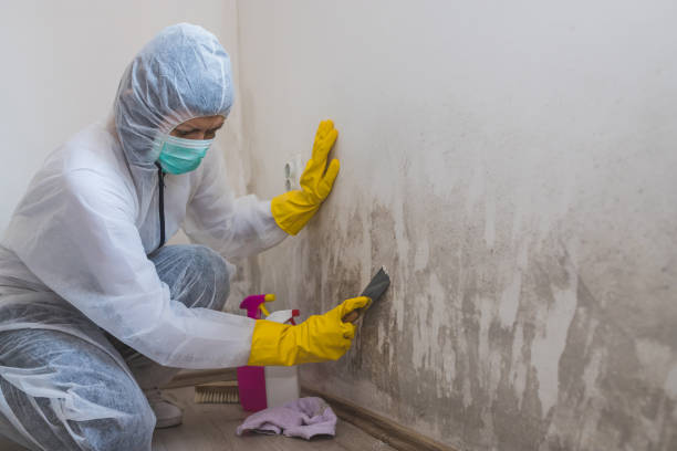 Best Mold Removal Company Near Me  in James City, NC