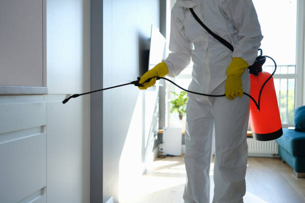 Best Home Mold Removal  in James City, NC