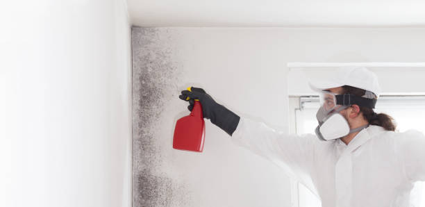 Reliable James City, NC Mold Removal Solutions