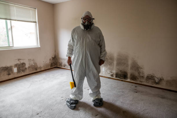 Best Mold Removal and Inspection  in James City, NC