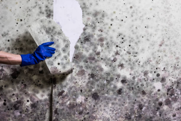 Best Mold Damage Repair  in James City, NC