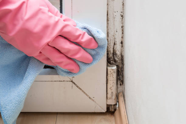 Certified Mold Removal in James City, NC